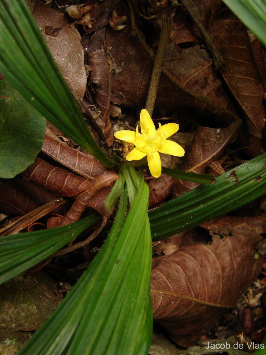 Curculigo orchioides Gaertn.